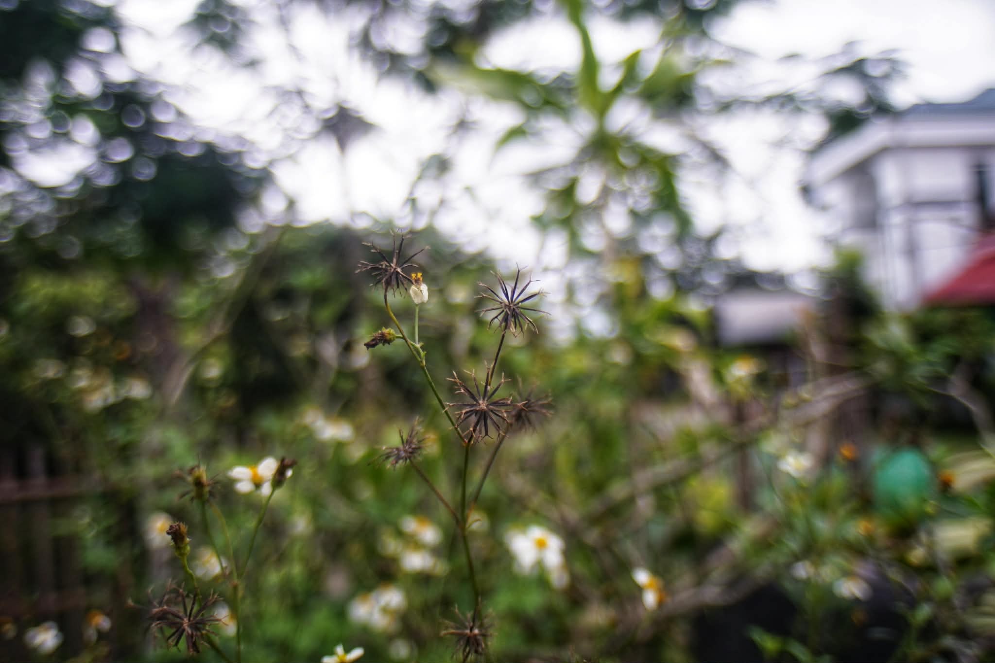 SMC PENTAX-A 20MM.F2.8