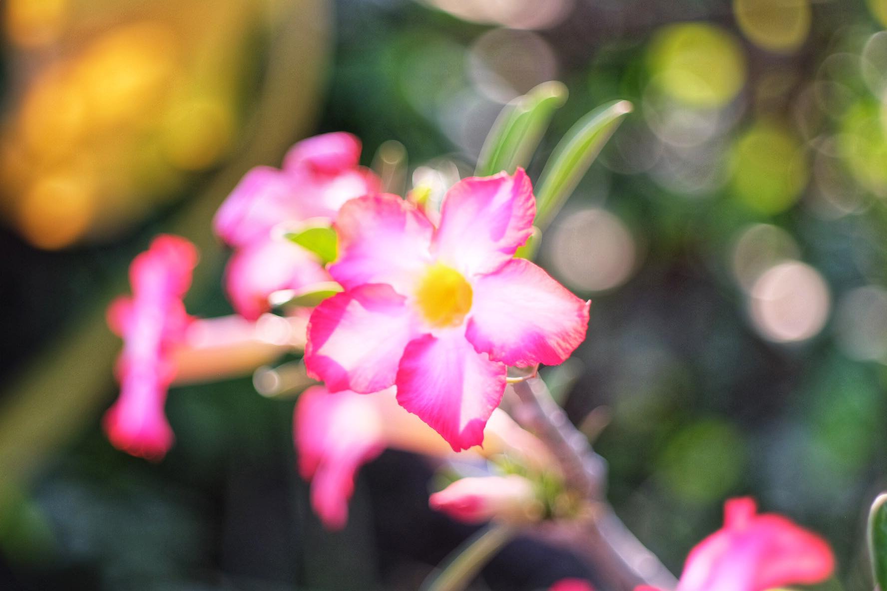 NIKON NIKKOR 50MM. F2 NIKON AI MOUNT