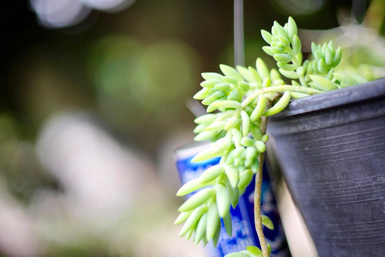 CANON LENS FD 50MM.F1.4 S.S.C. FD MOUNT