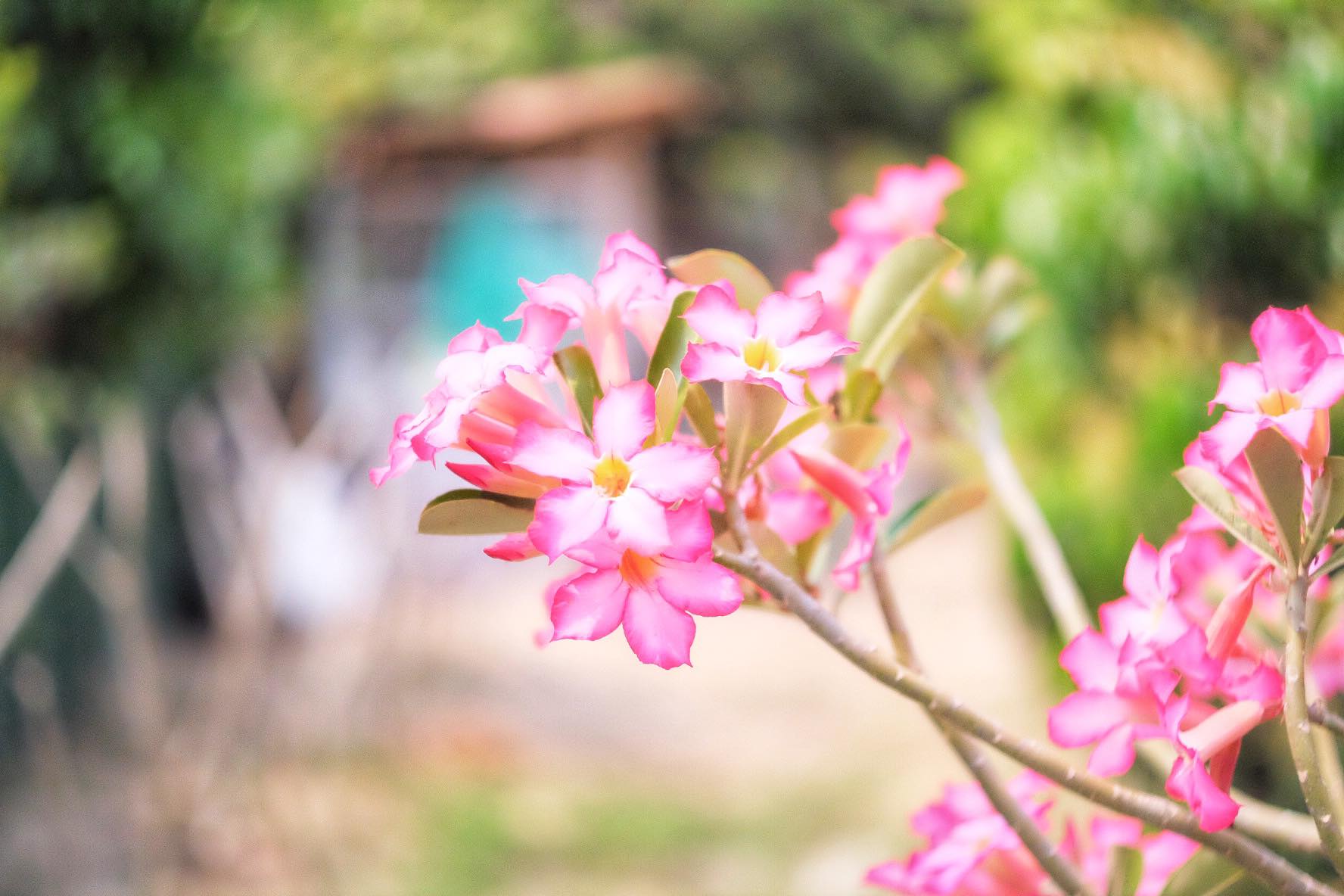 CANON SUPER-CANOMATIC LENS R 50MM.F1.8 FL MOUNT