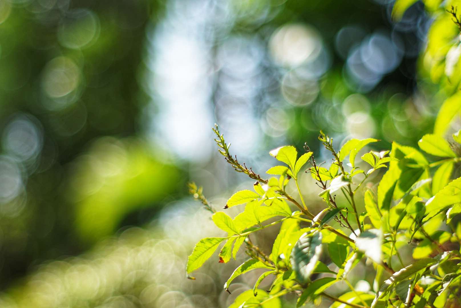 SMC TAKUMAR 55MM.F1.8 M42 MOUNT