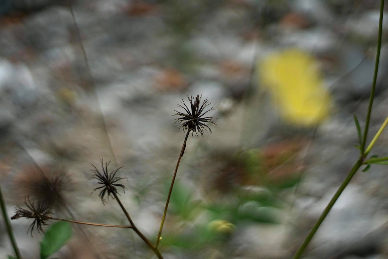 AUTO-TAKUMAR 55MM.F2 M42 MOUNT