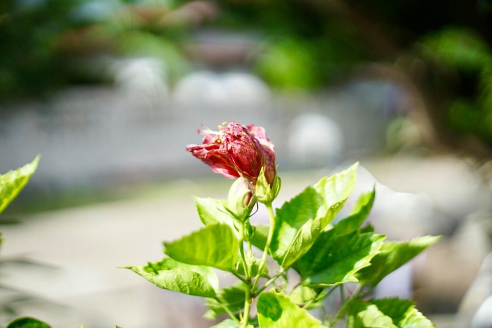 PENTACON PRAKTICA 50MM.F1.8MC PB MOUNT