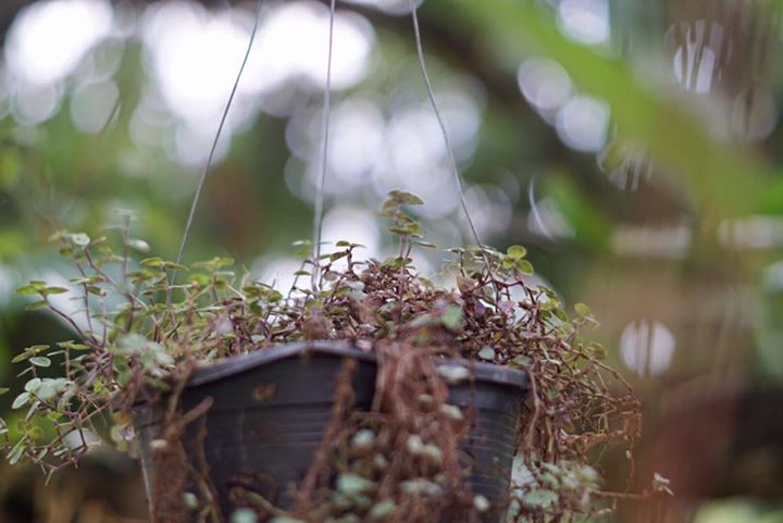MINOLTA MC ROKKOR-PF 55MM F1.7 MD MOUNT