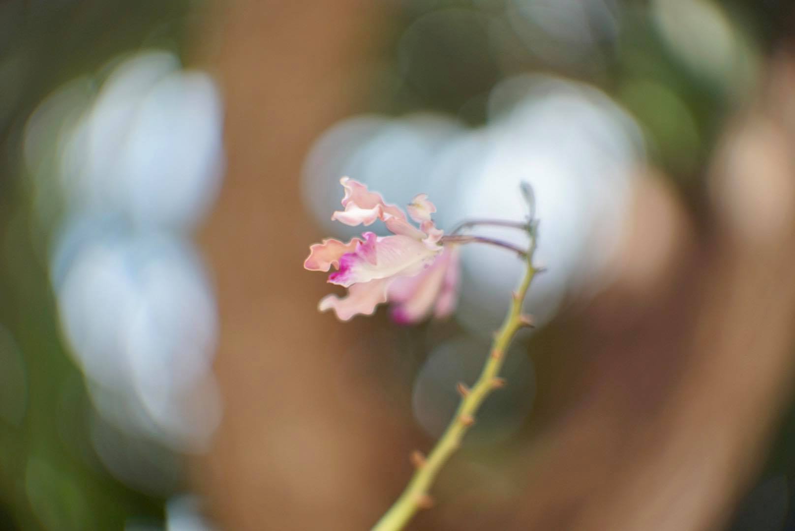 16KP-50MM.F1.2 MODIFY SONY E MOUNT
