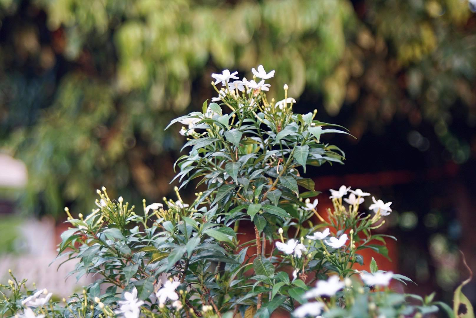 SIGMA ZOOM-MASTER 35-70MM.F2.8-4 MULTI COATED MACRO OM MOUNT