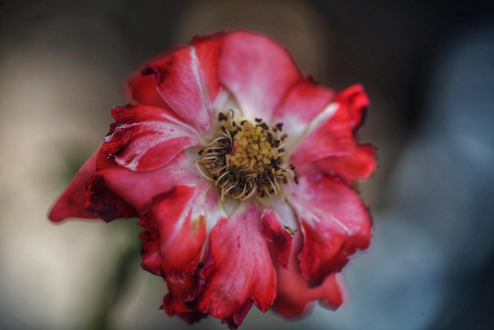 TAMRON SP 90MM.F2.5 NIKON AI MOUNT