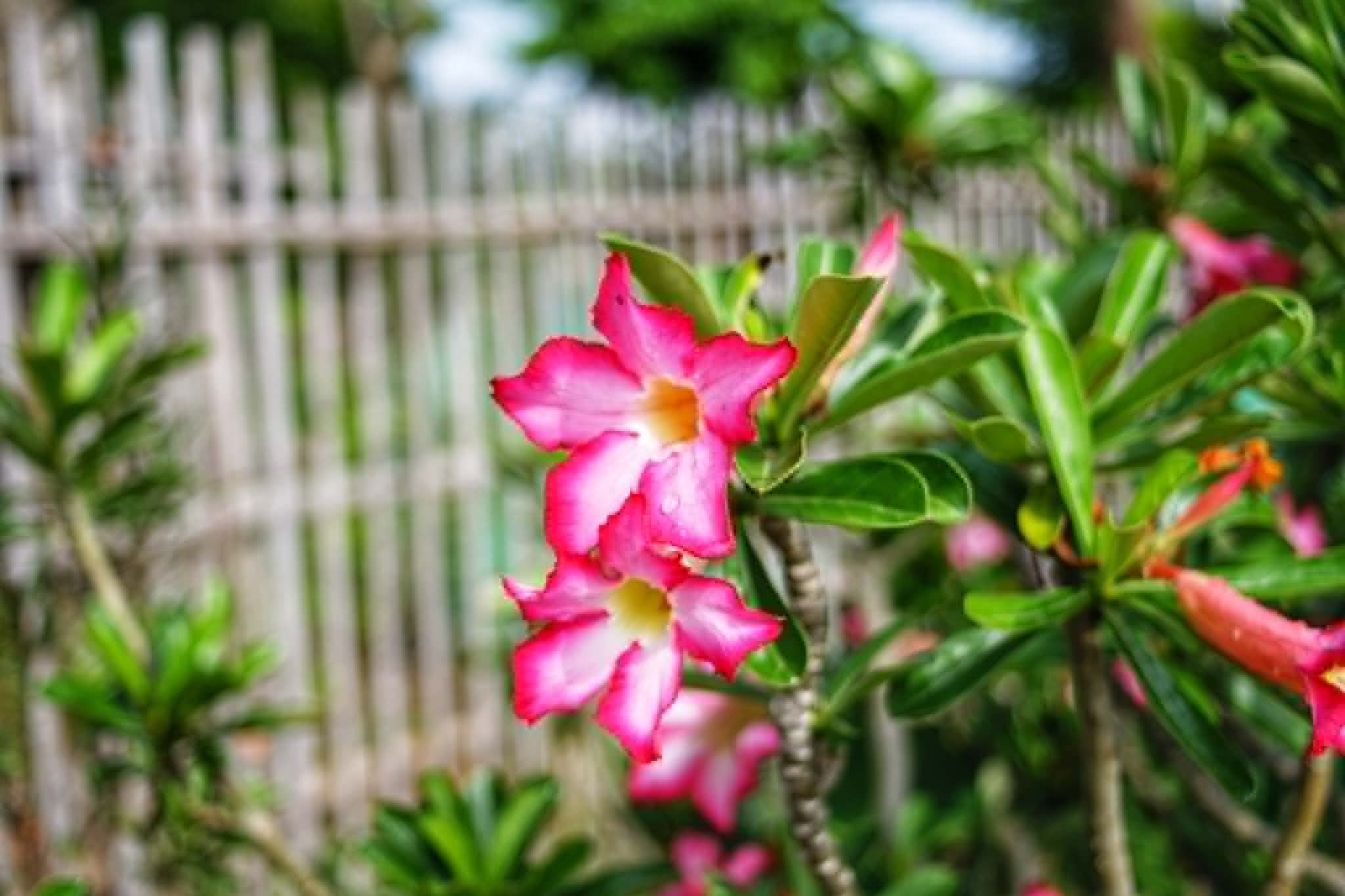 AUTO SUPER PARAGON PMC II 28MM.F2.8 M42 MOUNT