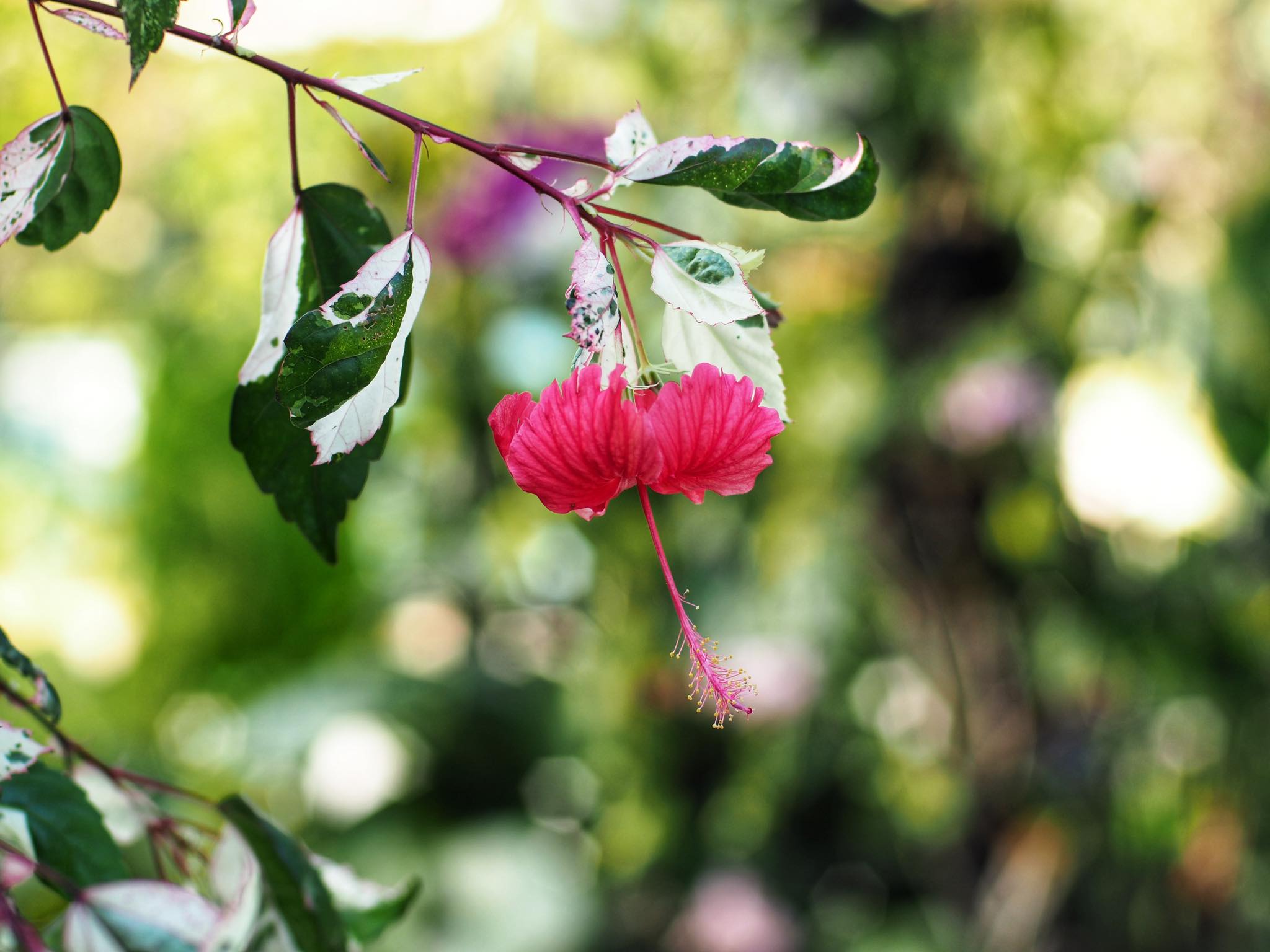 NIKON AF NIKKOR 50MM.F1.4D(NO.14) AIS MOUNT