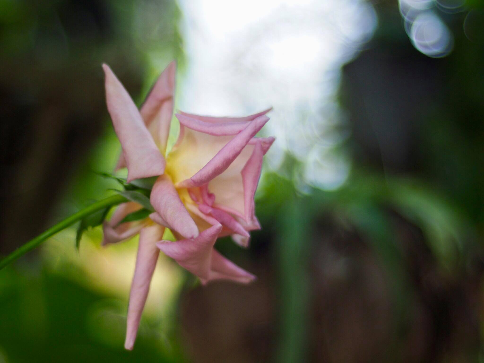 NIKON SERIES E LENS 50MM.F1.8 NIKON AIS MOUNT
