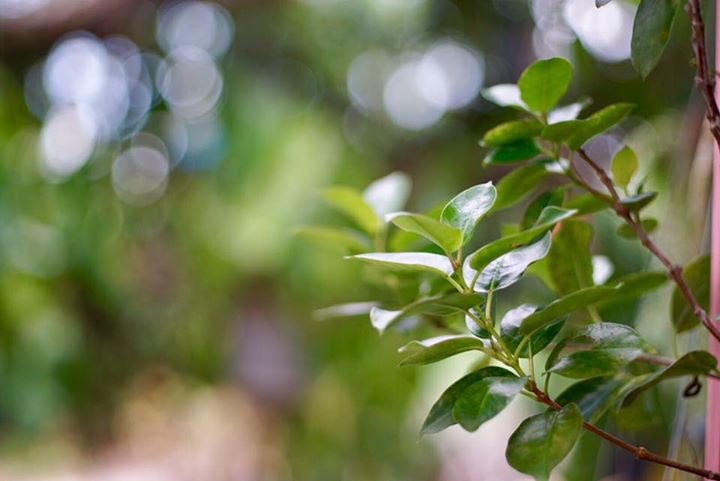 CANON FD LENS 50MM.F2