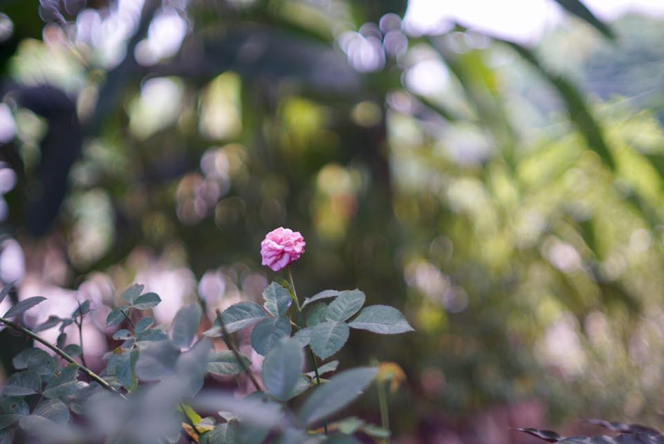 CANON FD LENS 50MM. F1.4 จมูกเงิน FD MOUNT