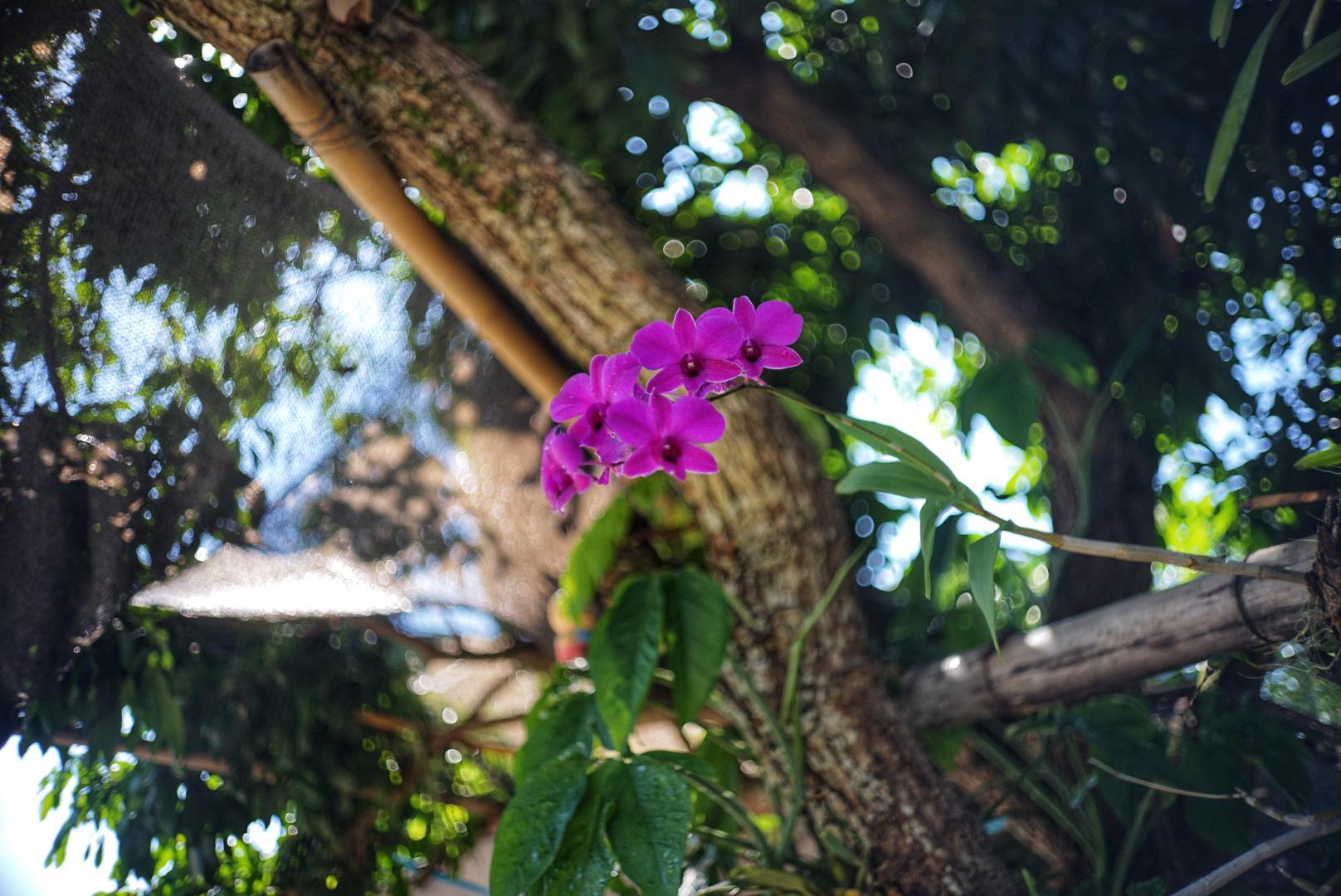 OLYMPUS F.ZUIKO 32MM.F1.7 MODIFIED SONY E MOUNT