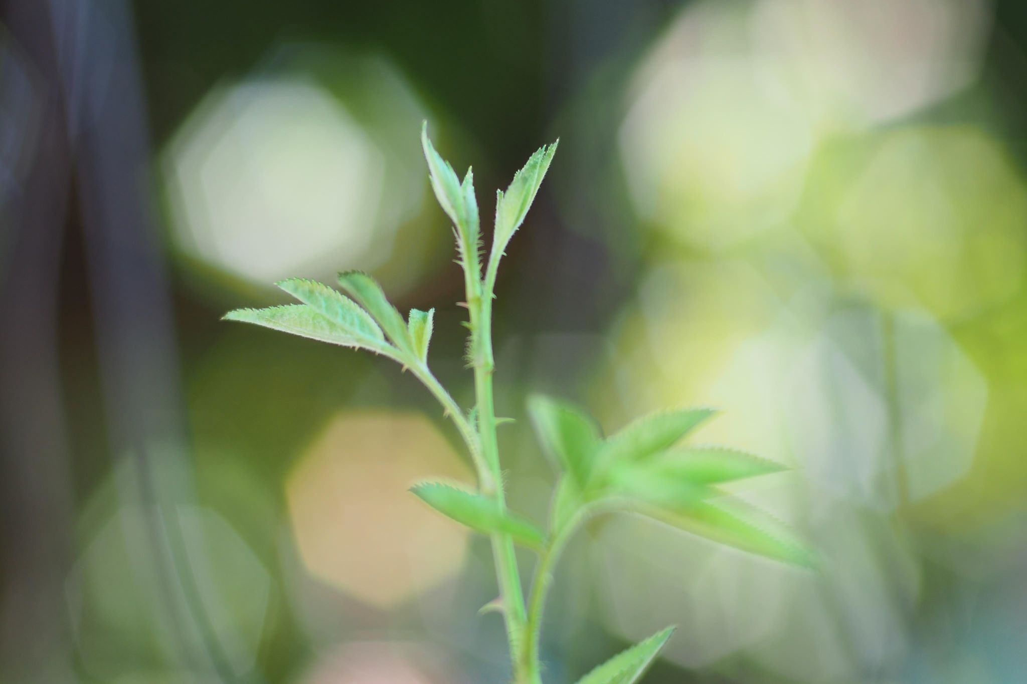 NIKON NIKKOR 50MM.F1.4 AI MOUNT