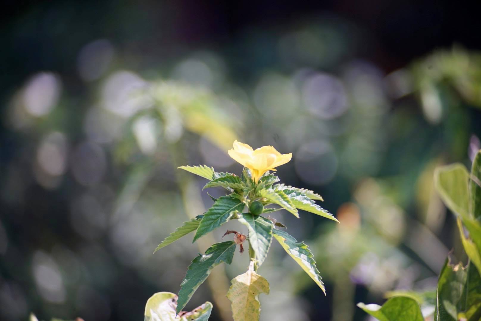 TAMRON SP 60-300MM.F3.8-5.4 MACRO ADAPTALL NIKON AIS MOUNT