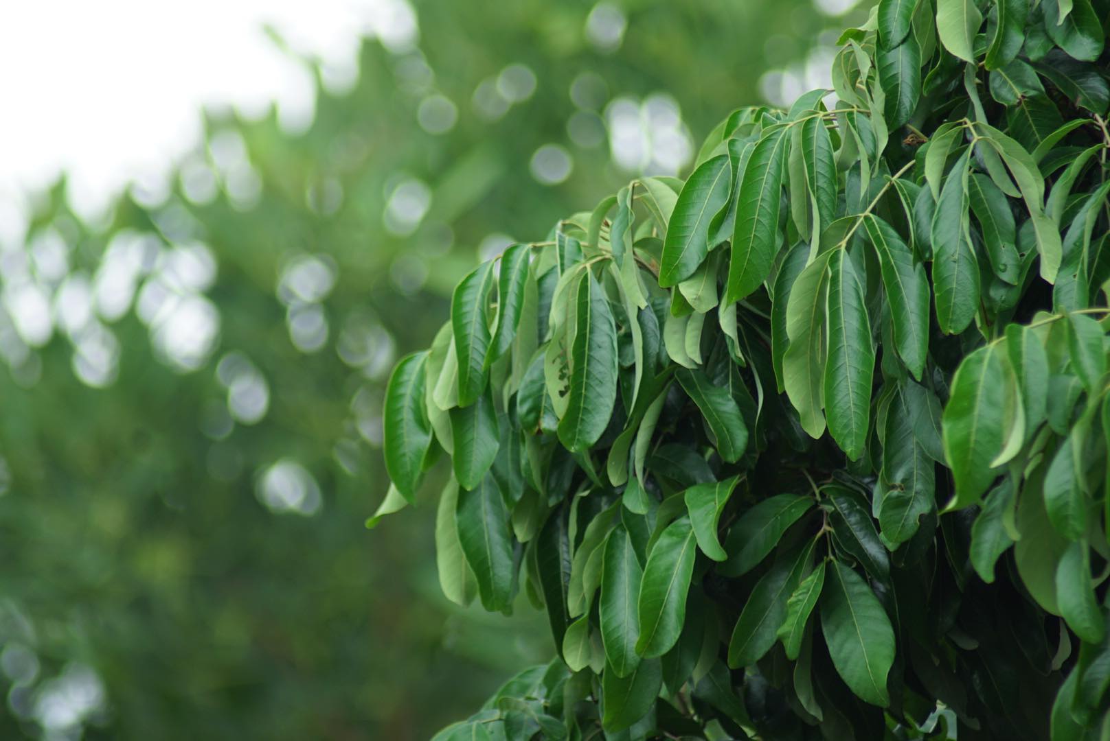 MINOLTA AF ZOOM 75-300MM.F4.5(32)-5.6(D) MA MOUNT