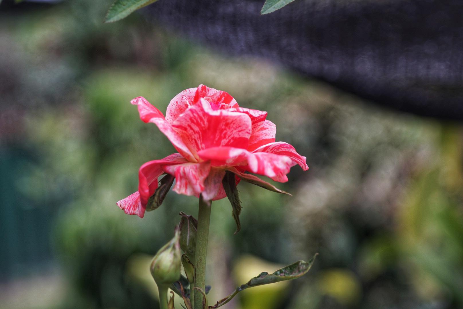 NIKON EL-NIKKOR 50MM.F4 MODIFIED SONY E MOUNT