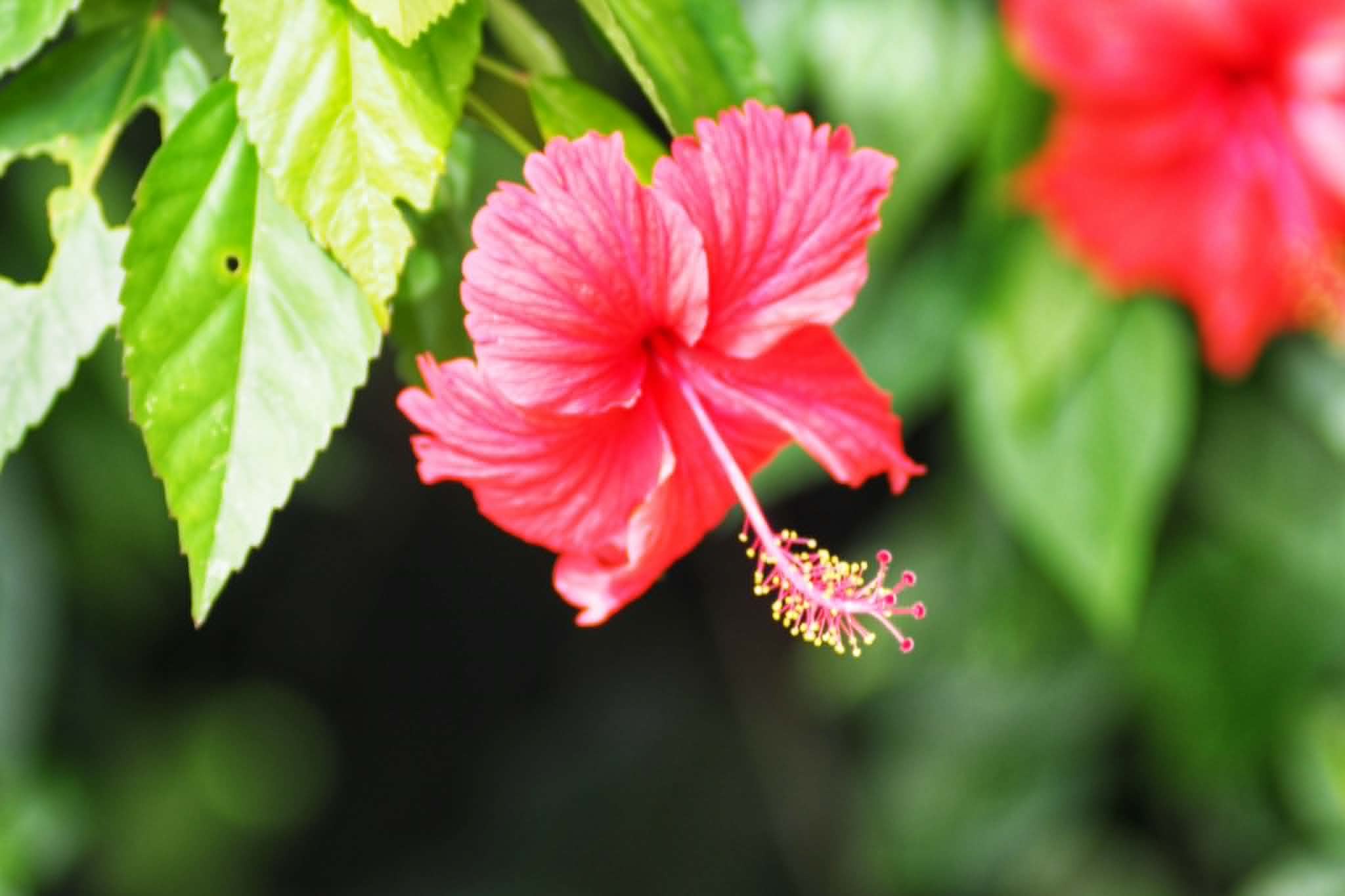 NIKON NIKKOR 135MM.F3.5 AI MOUNT