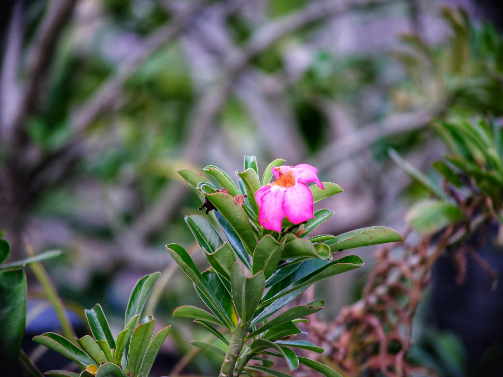 Nikon AF NIKKOR 75-300mm f/4.5-5.6 MACRO AIS MOUNT