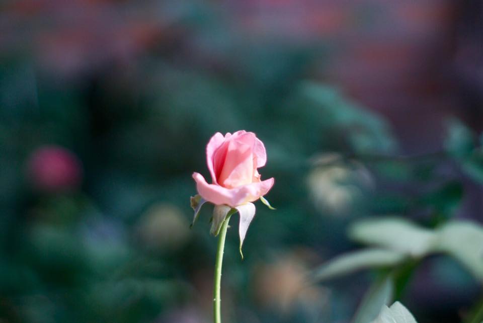 Super Takumar 55mm. F1.8 M42 mount