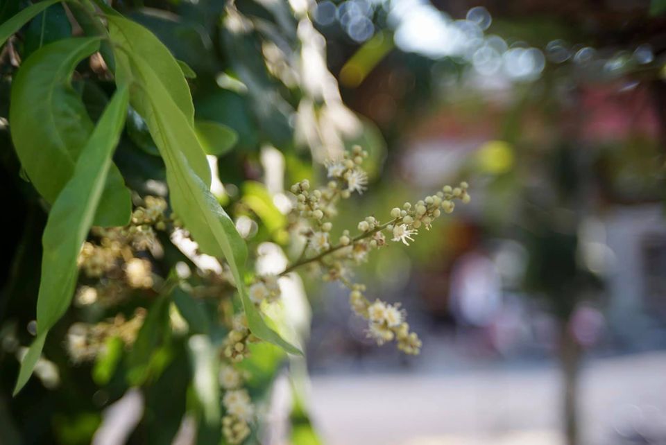 OLYMPUS D.ZUIKO 38MM.F2.8 MODIFIED M39 MOUNT