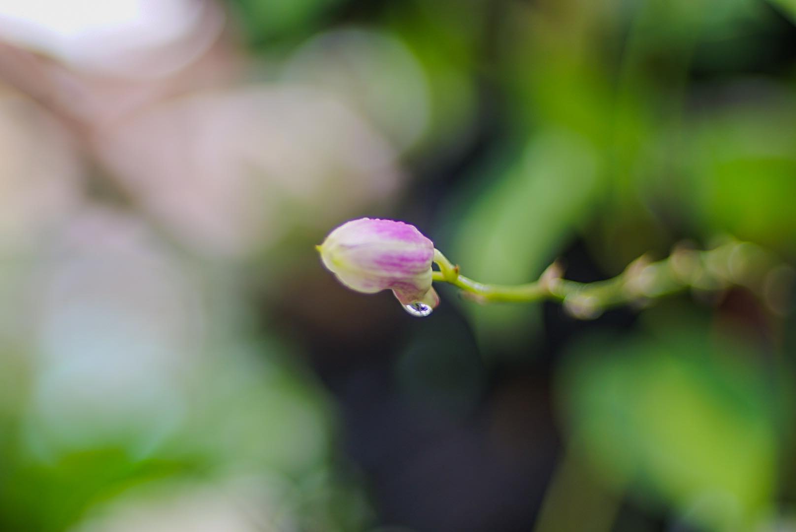 NIKON AF NIKKOR 50MM.F1.4D AIS MOUNT(NO.4)