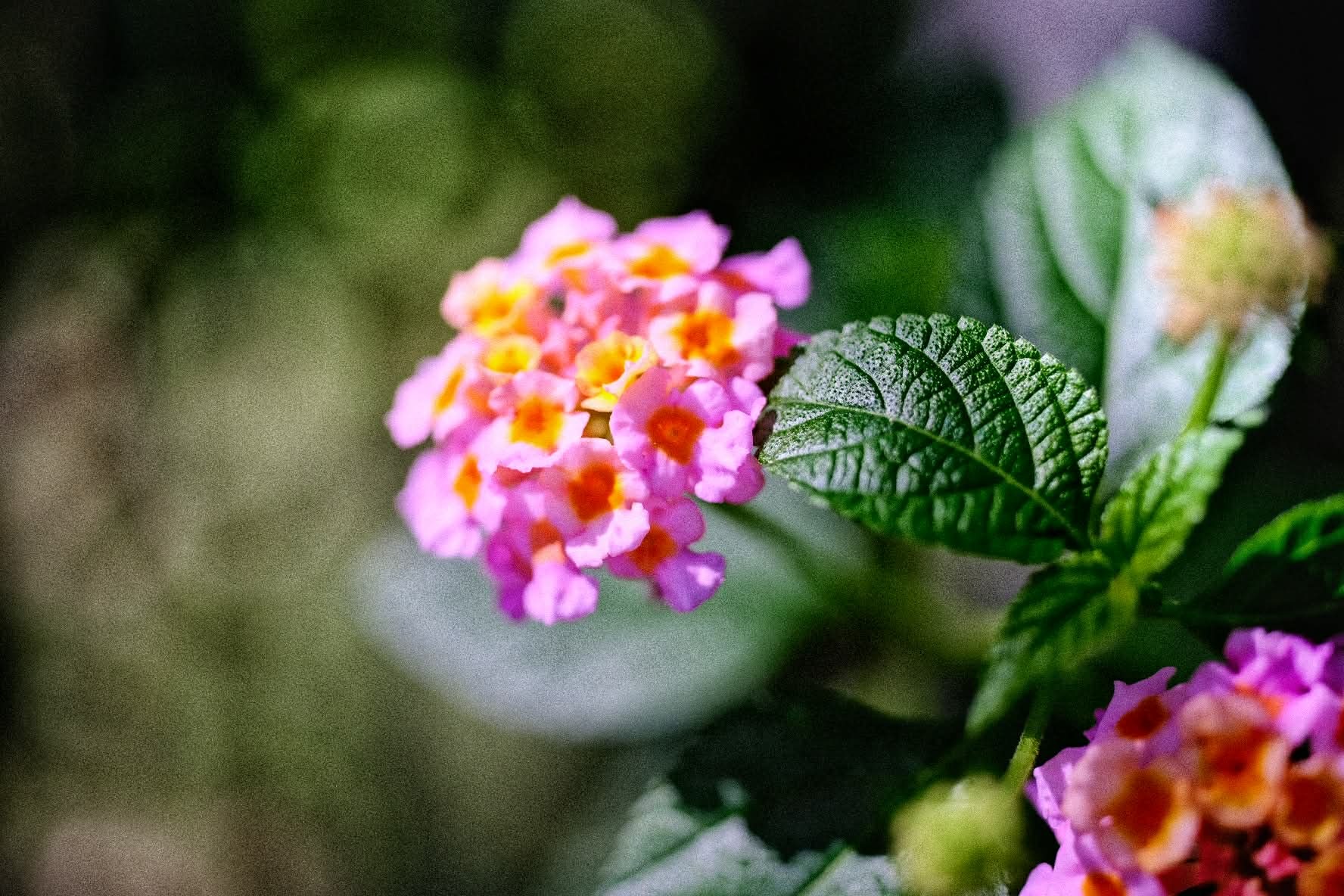 NIKON MICRO-NIKKOR 55MM.F2.8 AIS MOUNT