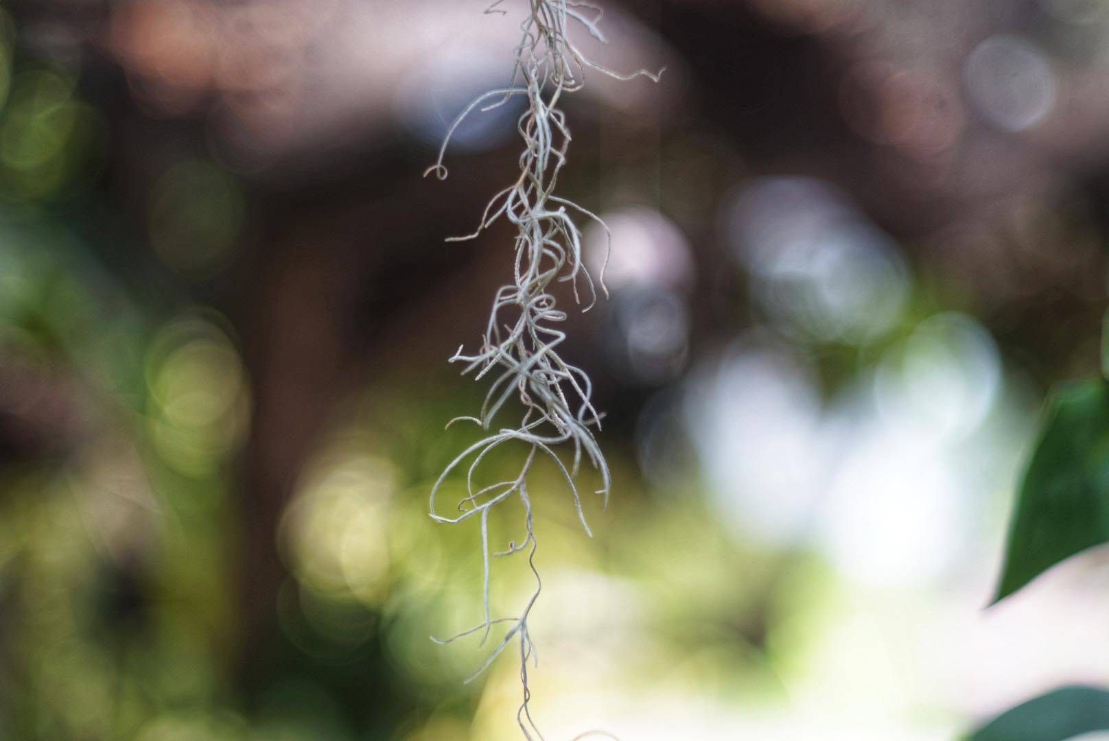 BENOIST BERTHIOT PARIS 100MM.F2.9 MODIFIED M42 MOUNT