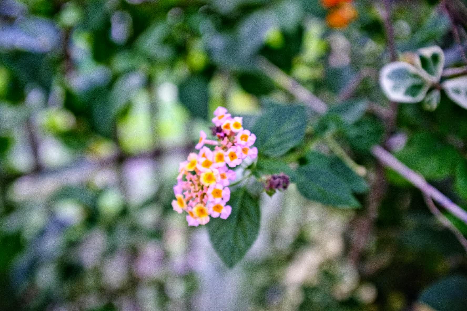 NIKON AF NIKKOR 28-85MM.F3.5-4.5 MACRO NIKON AIS MOUNT