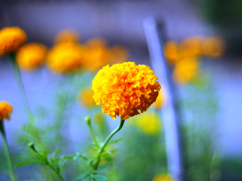 Konica Hexanon AR 50mm. F1.7 AR MOUNT
