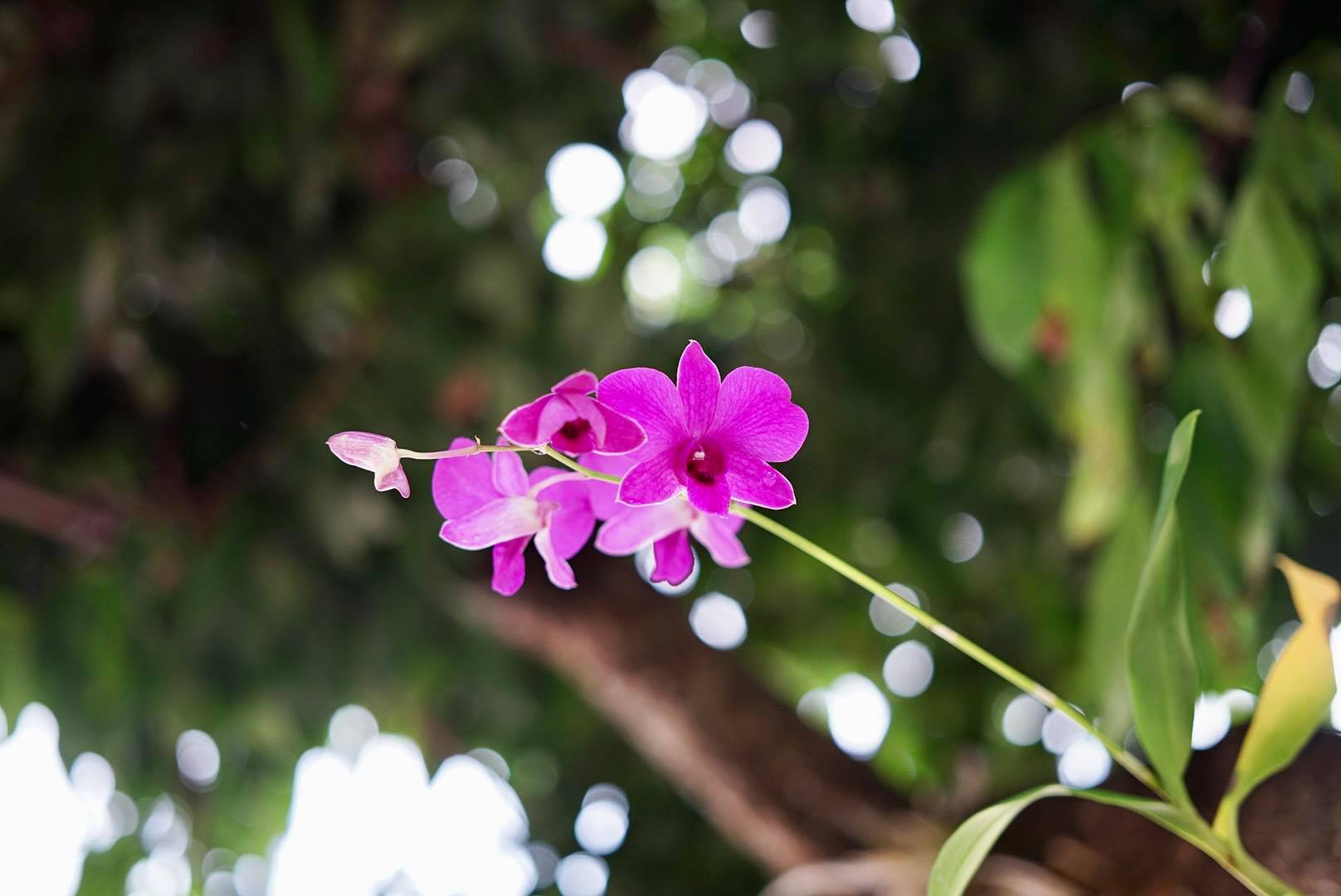 NIKON EL 50MM.F2.8 FOR SONY E MOUNT