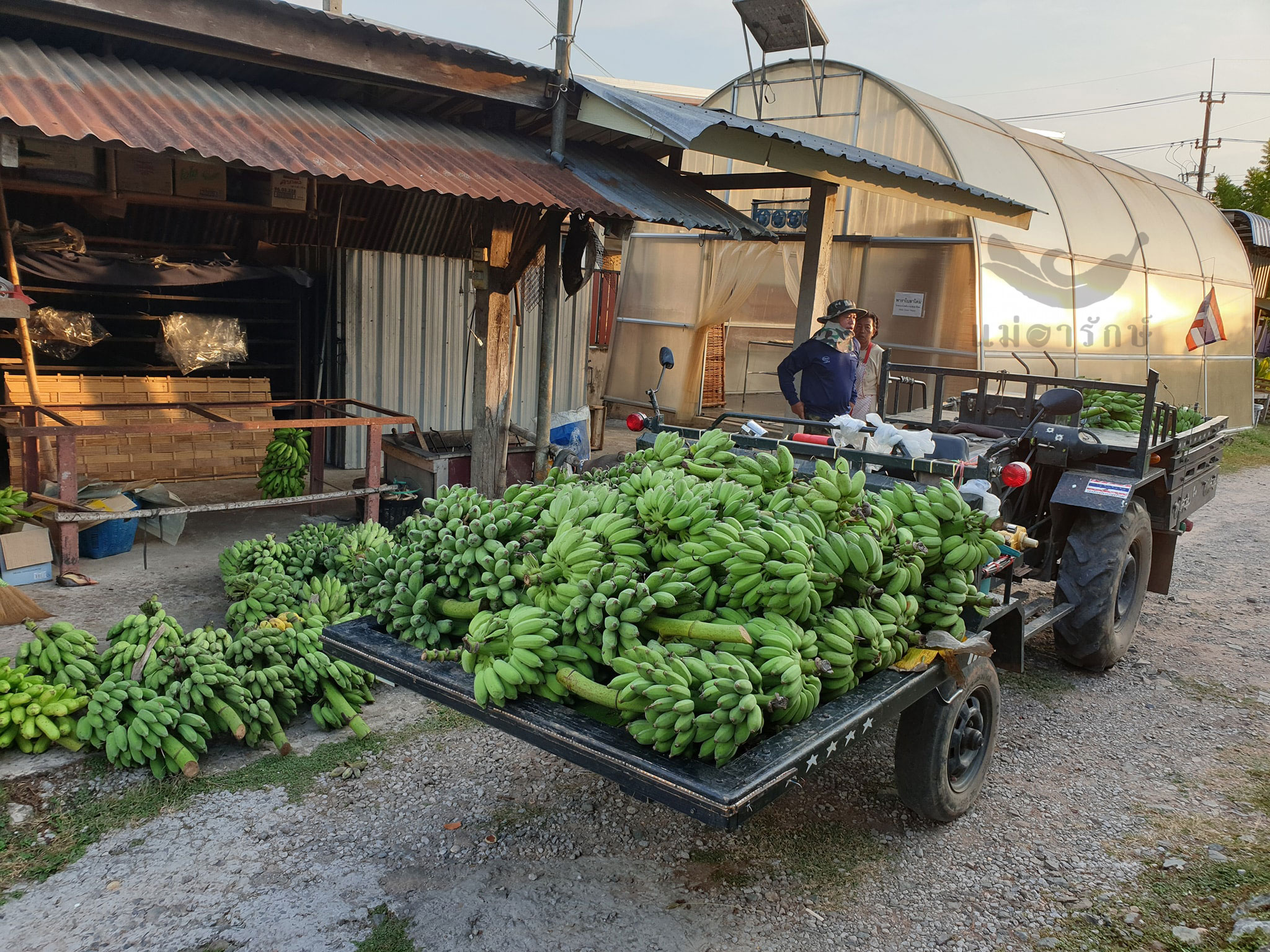 กล้วยสุกทอดเบรกแตก 1kg.