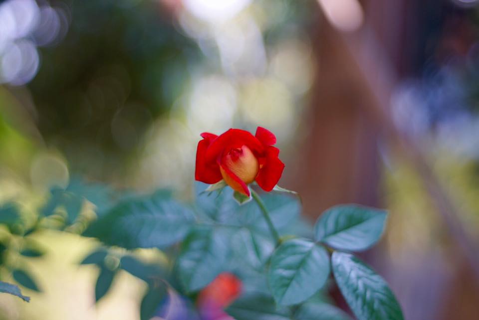 KONICA HEXANON 52MM.F1.8 AR MOUNT