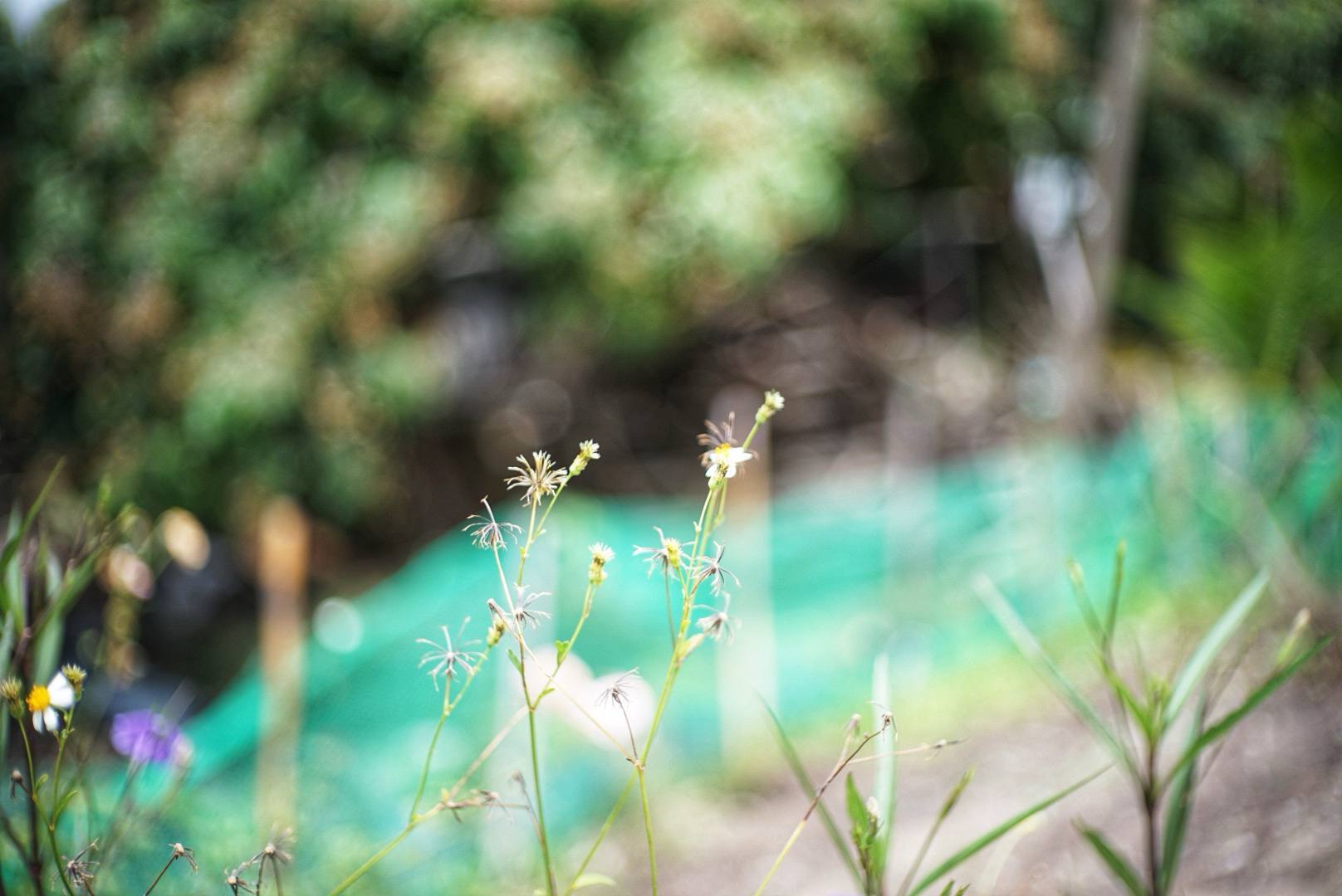 YASHICA COLOR YASHINON-DX 45MM.F1.7 MODIFIED M39 MOUNT