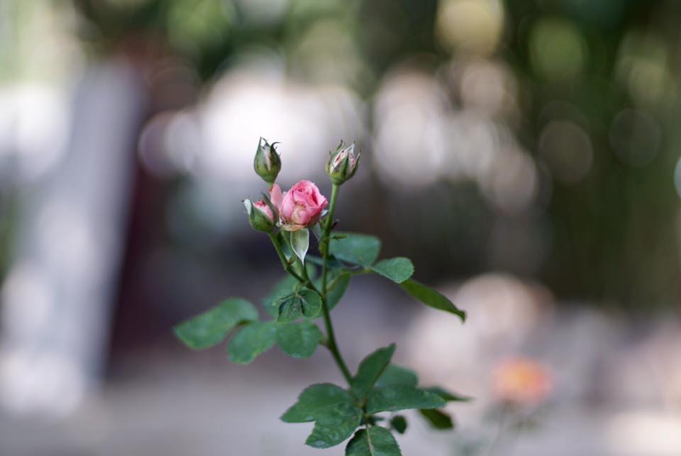 NIKON NIKKOR 50MM. F1.4 NON AI MOUNT