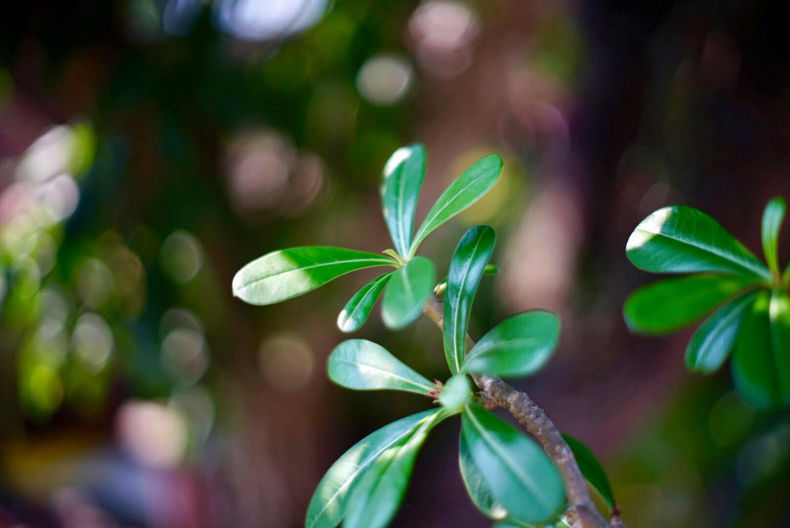 MINOLTA MD 50MM.F1.4 MD MOUNT