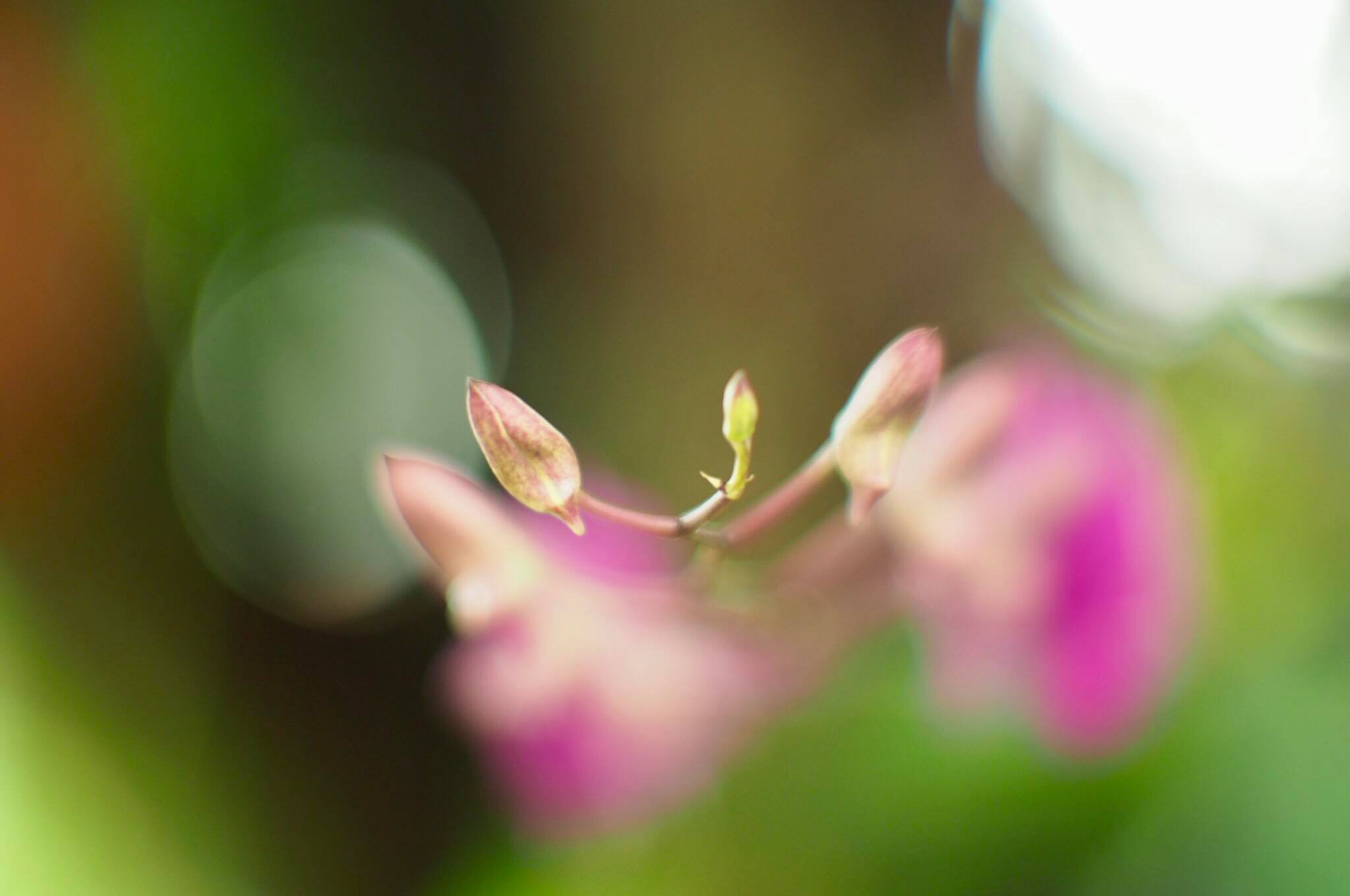 16KP-50MM.F1.2 MODIFY M4/3 MOUNT