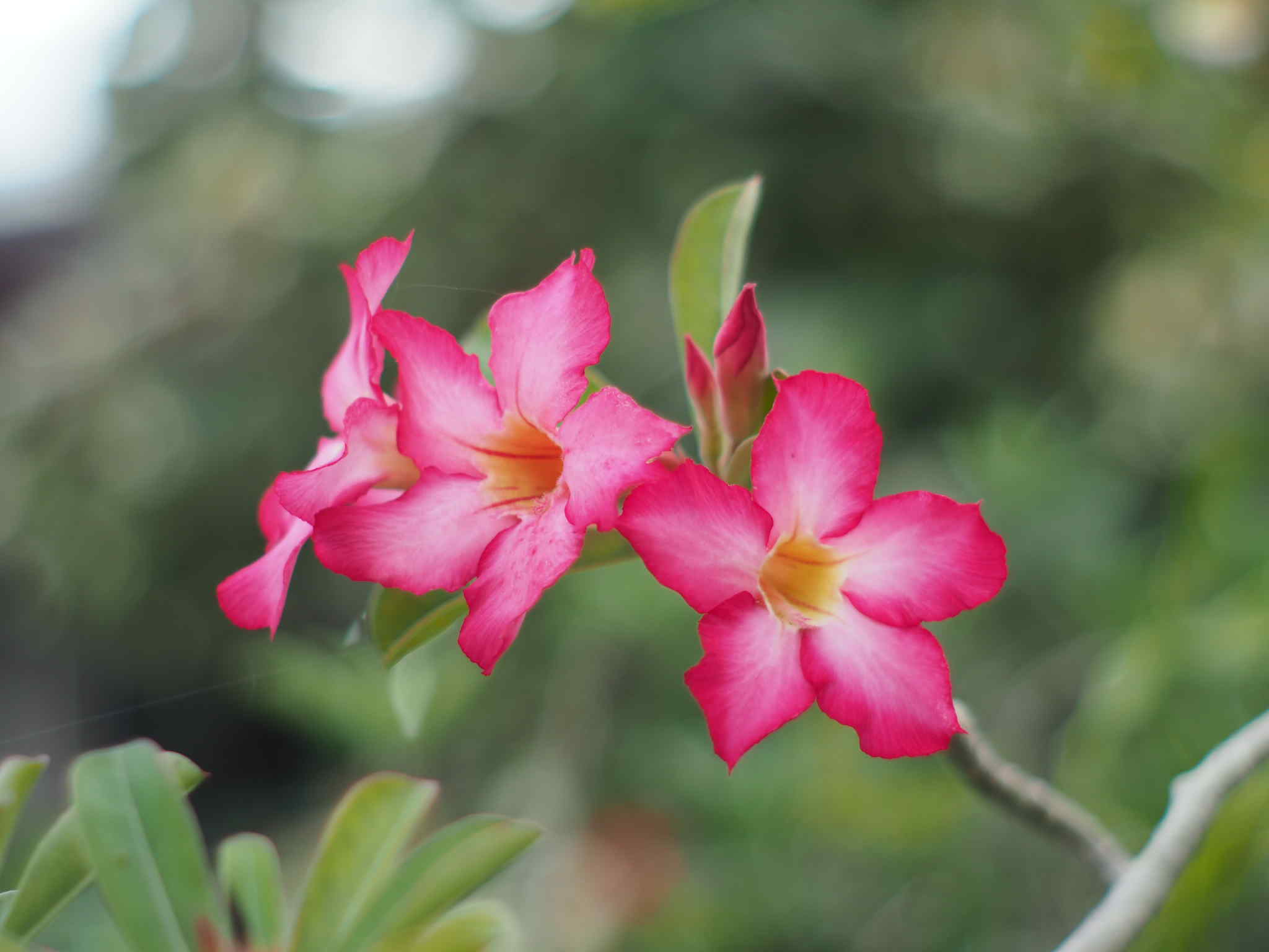 SMC PENTAX-M 50MM.F2 PK MOUNT