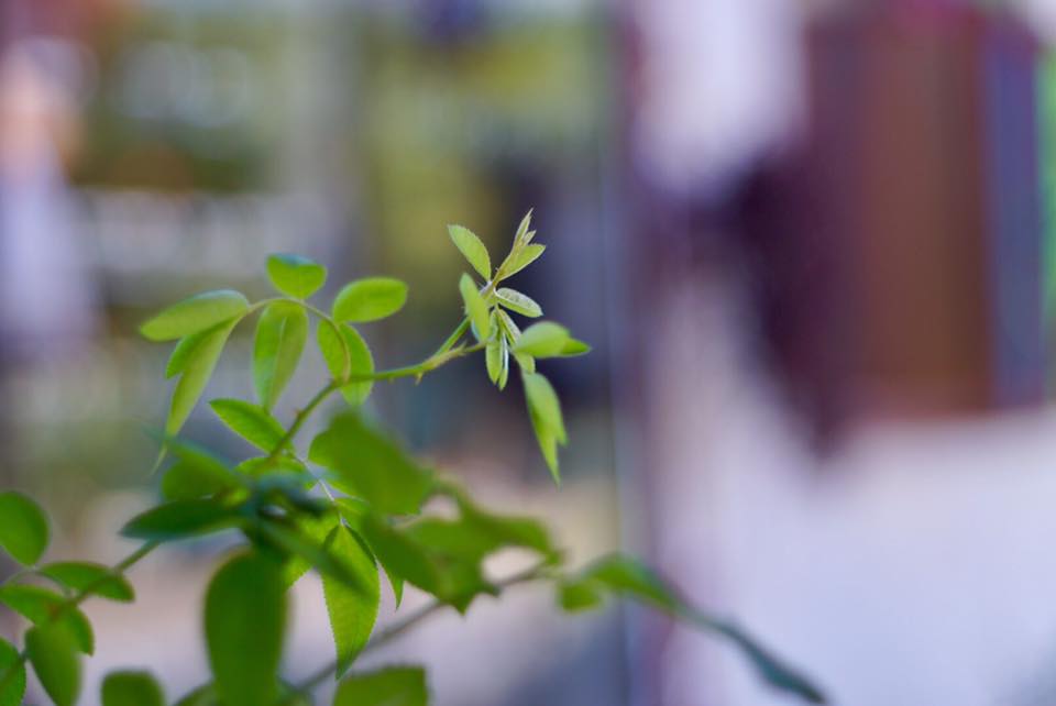 Super Takumar 55mm. f1.8 M42 MOUNT