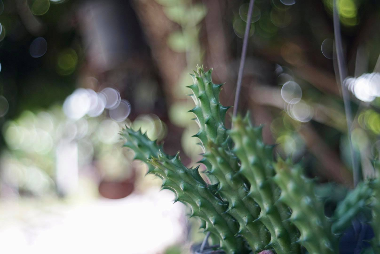 PENTACON AUTO 29MM.F2.8 MC. M42 MOUNT