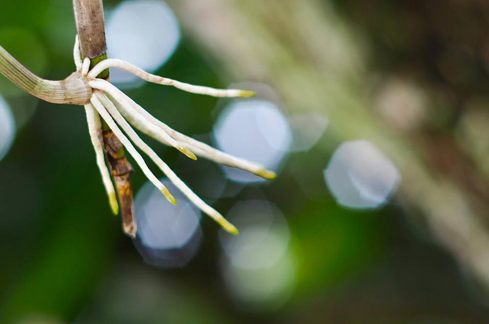SUPER TAKUMAR 55MM.F1.8 M42 MOUNT