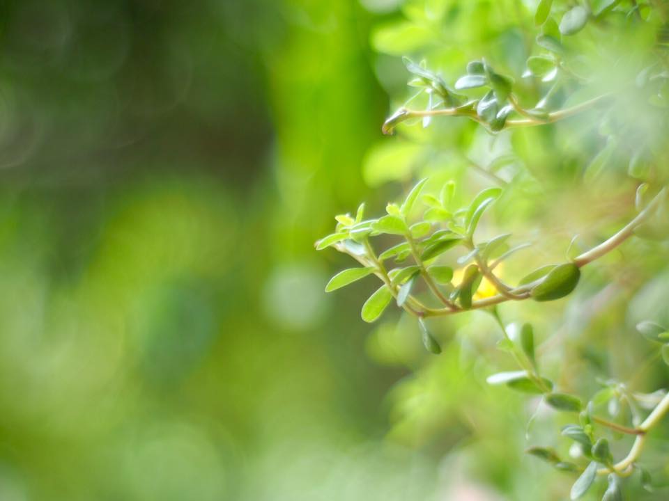 OLYMPUS OM-SYSTEM G-ZUIKO AUTO-S 50MM.F1.4 OM MOUNT