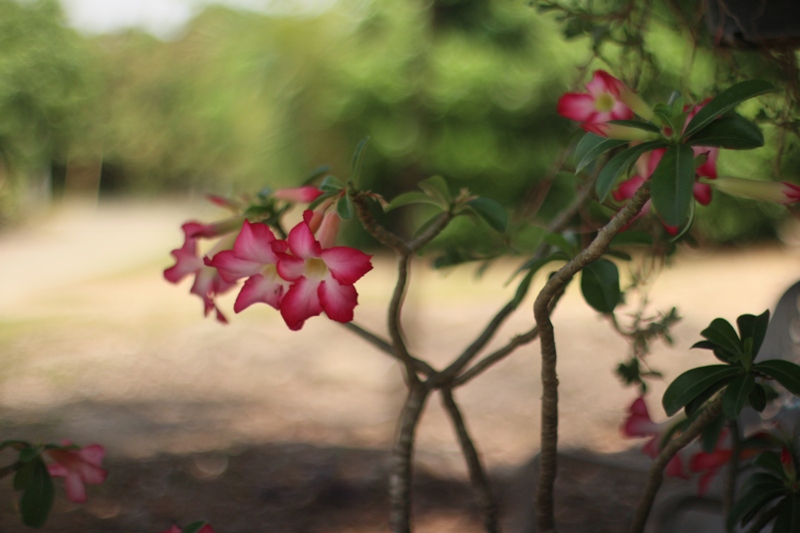 SUPER TAKUMAR 50MM.F1.4 M42 MOUNT