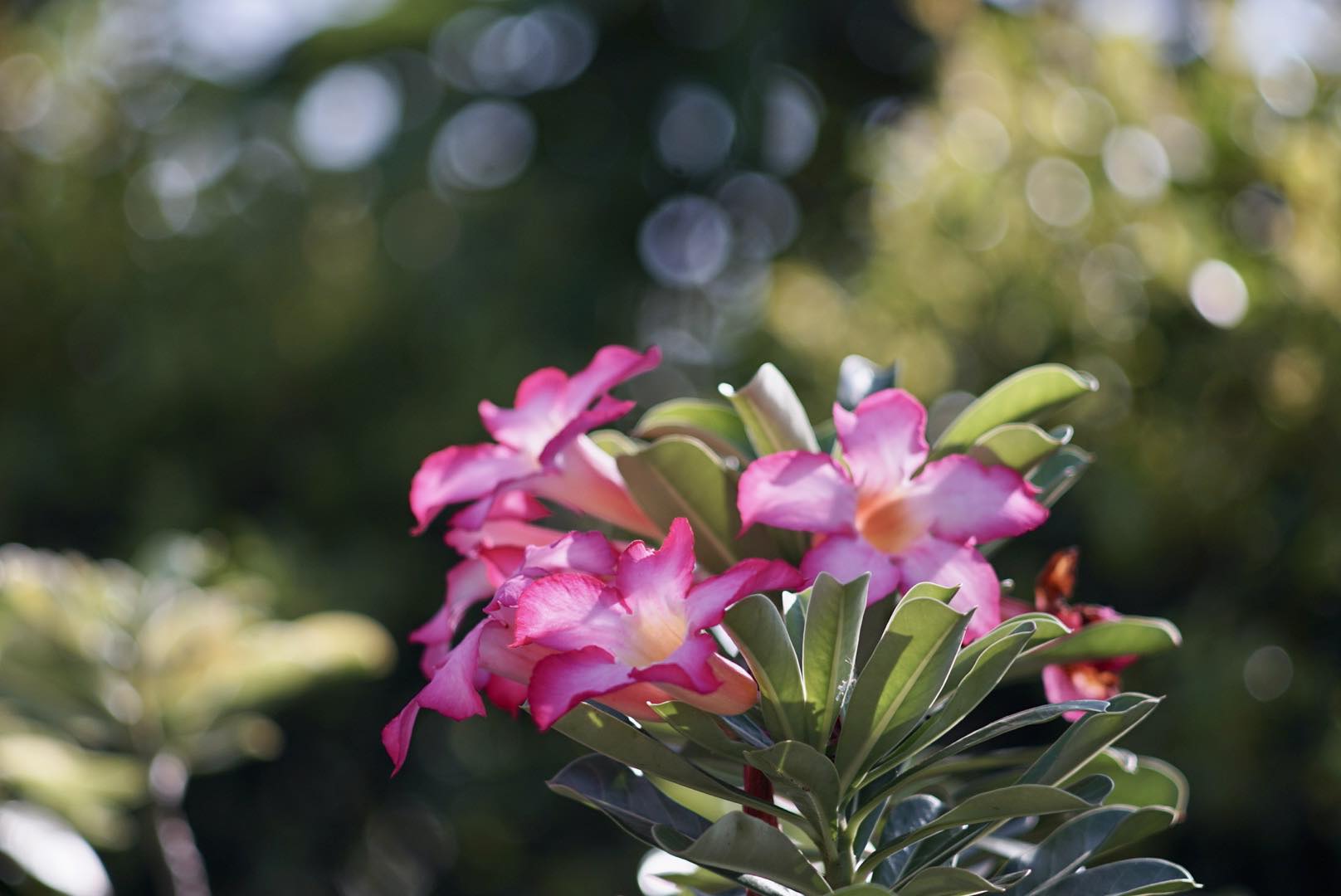 SUPER-TAKUMAR 135MM.F3.5 M42 MOUNT