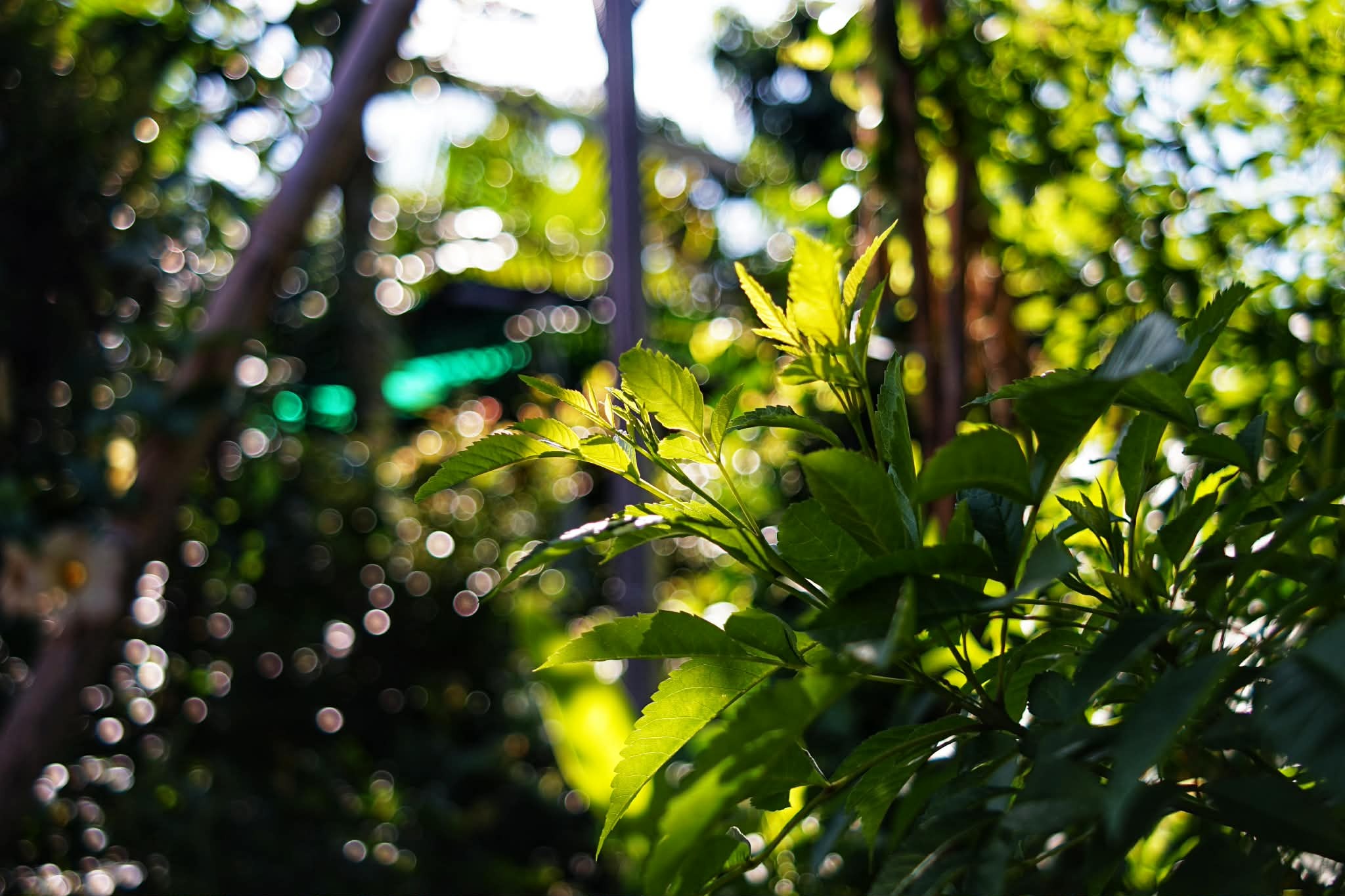 PENTACON PRAKTICAR 28MM.F2.8 MC PB MOUNT