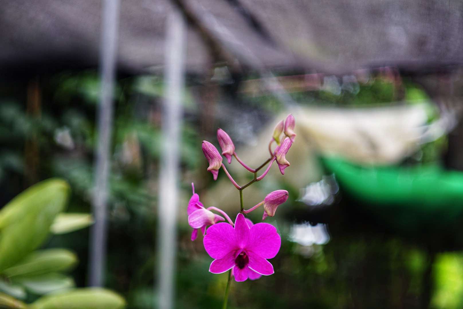 KONICA HEXANON 45MM.F1.8 MODIFIED M39 MOUNT
