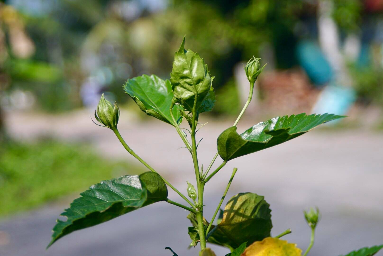 ﻿CANON ZOOM LENS FD 35-70MM.F3.5-4.5 MACRO FD MOUNT