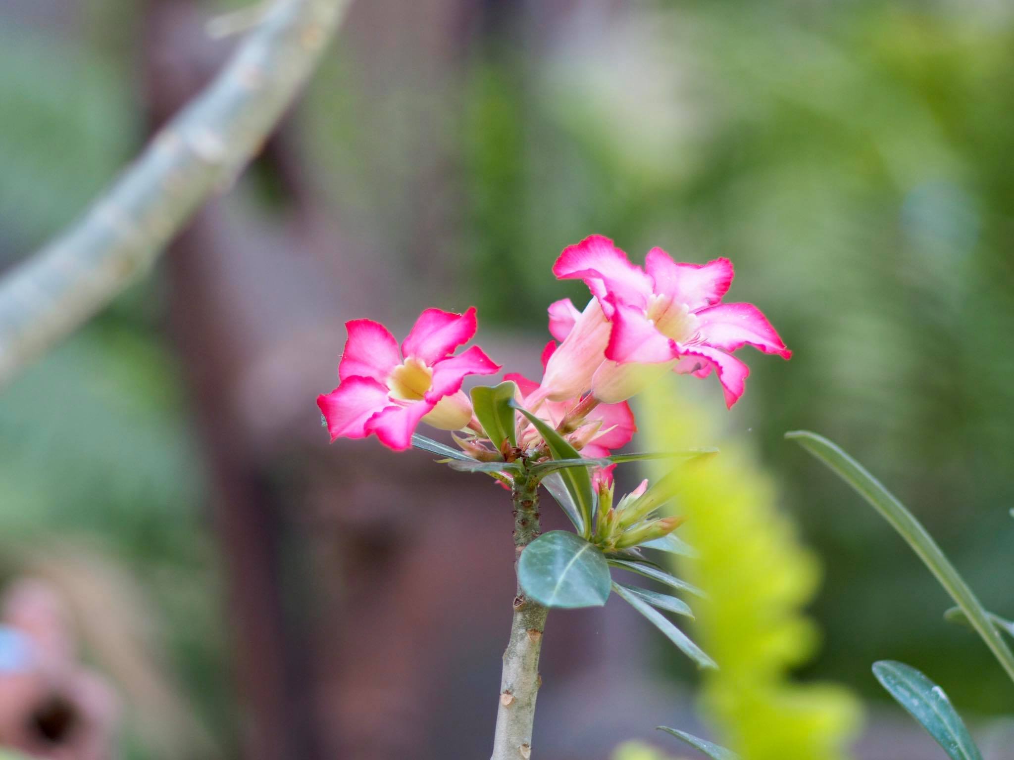 MINOLTA MD TELE ROKKOR 200MM. F4 MD MOUNT