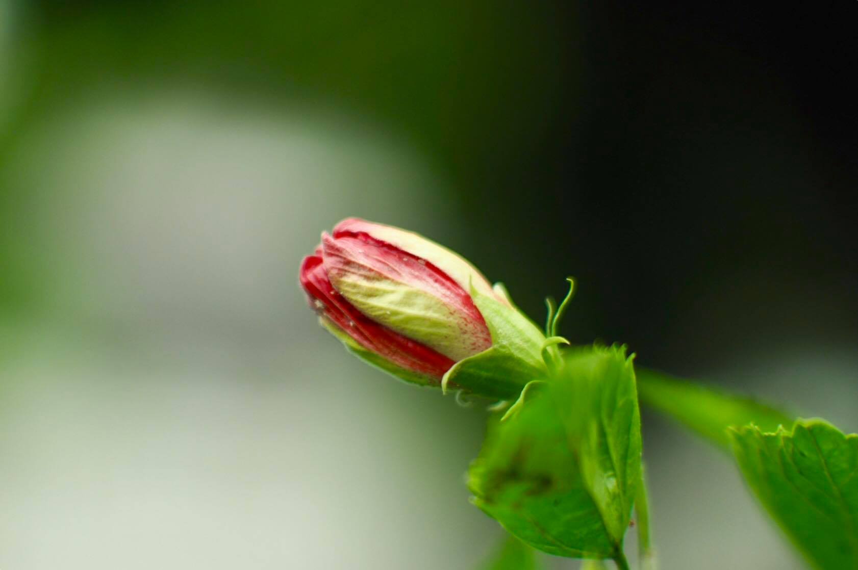 16KP-50MM.F1.2 MODIFY M4/3 MOUNT
