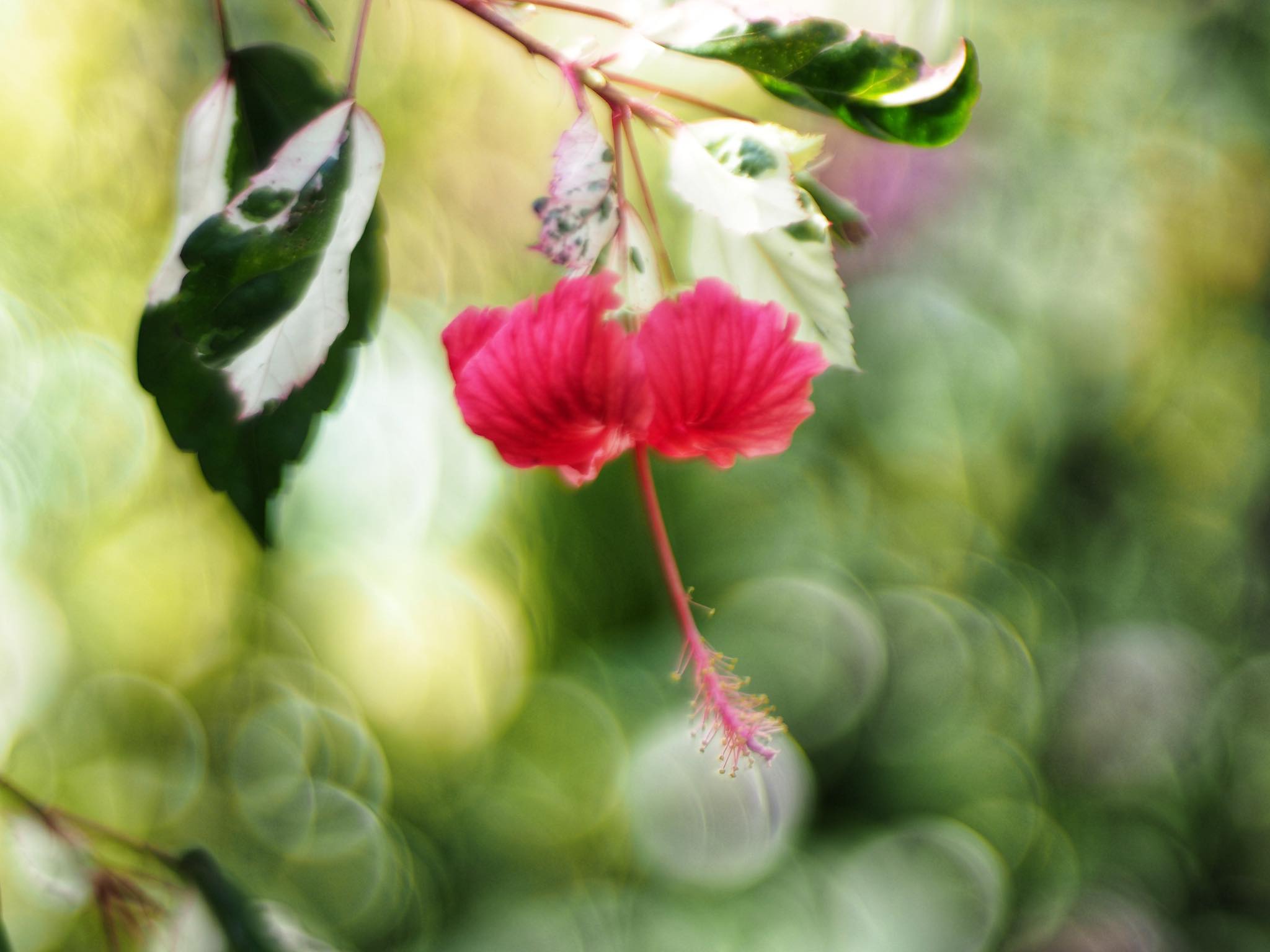 NIKON AF NIKKOR 50MM.F1.4D(NO.13) AIS MOUNT